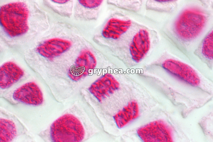 Mitoses de cellules de racine d'Ail (télophase) - coloration Feulgen x 400 - gryphea.com